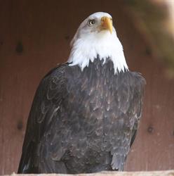 Prince Rupert Wildlife Rehab Shelter, opening hours