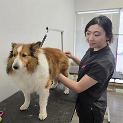 Paws Avenue Dog Grooming Spa, Langley, BC opening hours