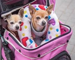 Pandosy Village Doggie Daycare, Kelowna, BC opening hours
