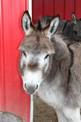 Turtle Valley Donkey Refuge, Chase, BC opening hours