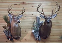 First class taxidermy, Antigonish, NS opening hours
