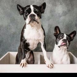 Critter Comforts Napanee, opening hours