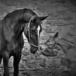 Genesis Equestrian Centre, Puslinch, ON opening hours
