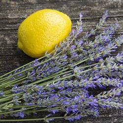 Trillium Natural Spa, Lake Cowichan, BC opening hours