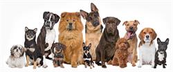 Marvelous Mutts, Moose Jaw, SK opening hours