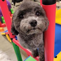Paws at Play Dog Daycare, Edmonton, AB opening hours