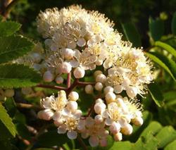 Little Tree Nursery, Martensville, SK opening hours
