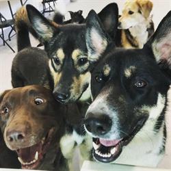Paws Unleashed Winnipeg, opening hours