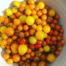 Shadoblix Farm, Roberts Creek, BC opening hours