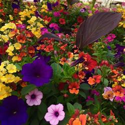 Family Tree Gardening, Castlegar, BC opening hours