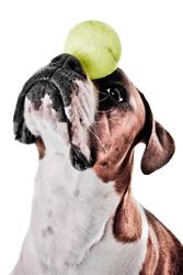 Unleashed K9 Performance, Orillia, ON opening hours