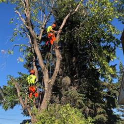 Alpha and Omega Tree Services Ltd., Grande Prairie, AB opening hours