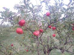 Nature's Gift Orchard, Stouffville, ON opening hours