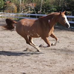 Oakley Stables, Chester Basin, NS opening hours