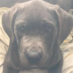 Dogstar Doggie Playcare, Parksville, BC opening hours