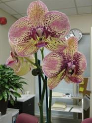 Minda Natural Health & Acupuncture Clinic, Ottawa, ON opening hours