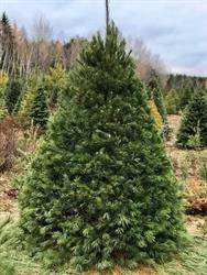 Copeman Tree Farms, Sundridge, ON opening hours