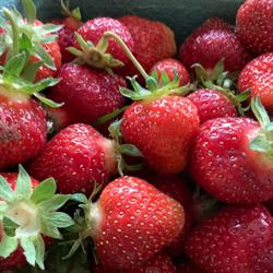 Sandy Acres Berry Farm, Salmon Arm, BC opening hours