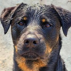Albon Dog Ranch, Lunenburg, NS opening hours