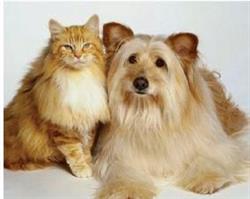 East Plains Animal Hospital, Burlington, ON opening hours