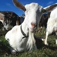 Rivers Edge Goat Dairy, Arthur, ON opening hours