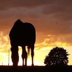 Hopewell Creek Stables, Breslau, ON opening hours