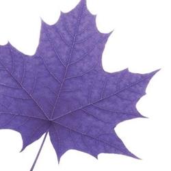 Laurier Faculty of Social Work Professional Development, Kitchener, ON opening hours