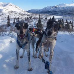 Into the Wild Adventures, Whitehorse, YT opening hours