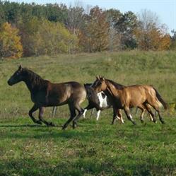 Peace Valley Ranch B&B, Mulmur, ON opening hours
