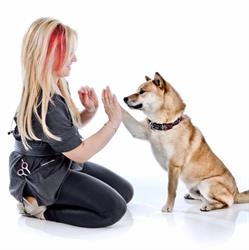 Pampered Pets of Westmount, opening hours