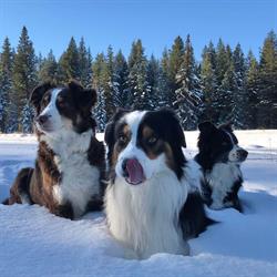 Juniper Trails Bed and Breakfast, Williams Lake, BC opening hours