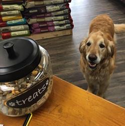 ShamPoochies Dog Grooming, Elmira, ON opening hours