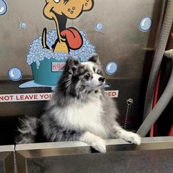 Victoria Ave Car & Pet Wash, Cranbrook, BC opening hours
