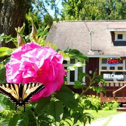 MELOmania, Roberts Creek, BC opening hours