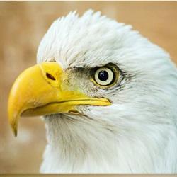 Gibson's Wildlife Rehab Centre, Gibsons, BC opening hours