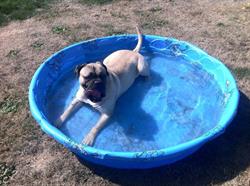 Sooke Harbour Pet Resort, opening hours