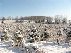 Barrett's Christmas Tree Farm, Cobourg, ON opening hours