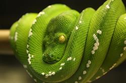 Reptile Concept, Lachine, QC opening hours