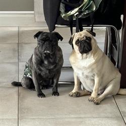 Salon de Toilettage aux Petits Soins Canins, Woburn, QC opening hours