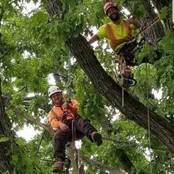 Terrific Tree Solutions, MacTier, ON opening hours
