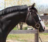 Pennylane Farms, Campbellville, ON opening hours