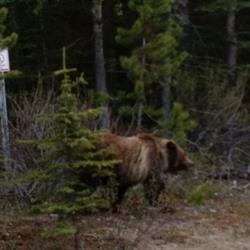 Rundle Mountain RV Park, Canmore, AB opening hours