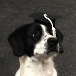 Kelowna Puppies, opening hours