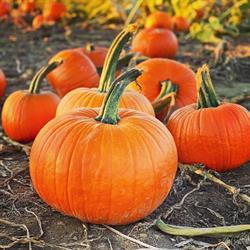 Dixie Orchards, Caledon, ON opening hours