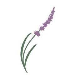 Lavender and Black Aromatic Fields, Salt Spring Island, BC opening hours