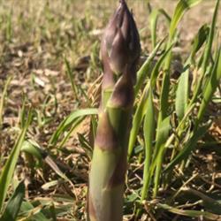Barrie's Asparagus, Cambridge, ON opening hours