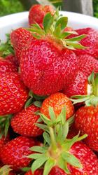 Meadow Lynn Farms (Judd Strawberry Farm), Simcoe, ON opening hours