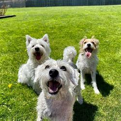 Rover's Ranch Dog Daycare and Boarding, Stratford, ON opening hours