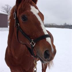 CanterBerry Stables, Fergus, ON opening hours