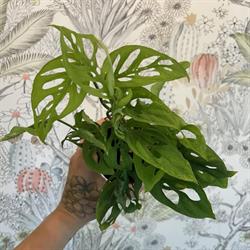 The Plant Place in Cochrane, opening hours
